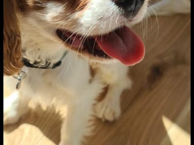 Beautiful male Cavalier For Sale