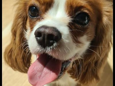Beautiful male Cavalier For Sale