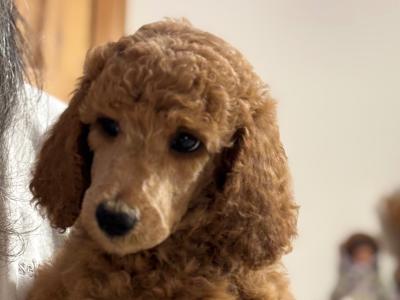 Standard Poodle puppies IKC Registered Champ lines ready!