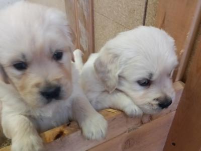 IKC Registered female Golden Retriever puppy in Wexford