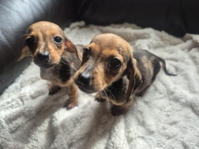 Adorable miniature Dachshund puppies in Kildare