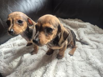 Adorable miniature Dachshund puppies in Kildare