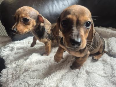 Adorable miniature Dachshund puppies in Kildare