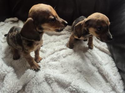 Adorable miniature Dachshund puppies in Kildare