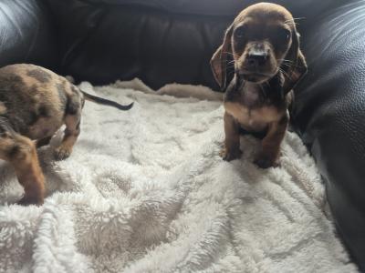 Adorable miniature Dachshund puppies in Kildare