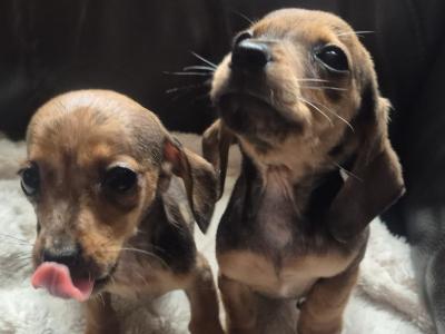 Adorable miniature Dachshund puppies in Kildare