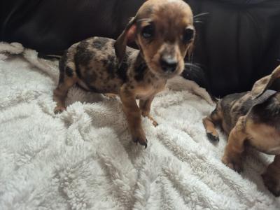 Adorable miniature Dachshund puppies in Kildare