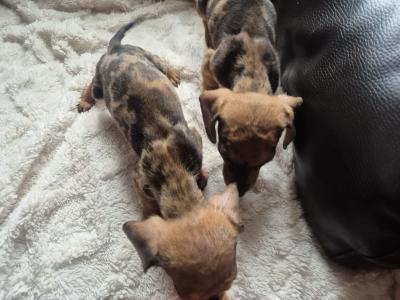Adorable miniature Dachshund puppies in Kildare