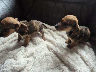 Adorable miniature Dachshund puppies in Kildare