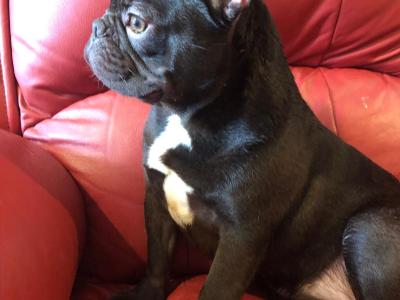 Selling 3 female French Bulldog puppies in Limerick