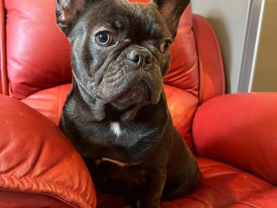 Selling 3 female French Bulldog puppies in Limerick