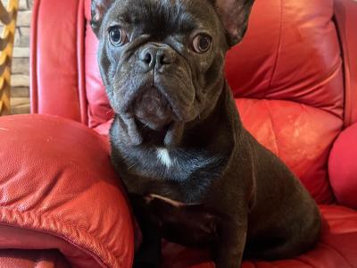 Selling 3 female French Bulldog puppies in Limerick