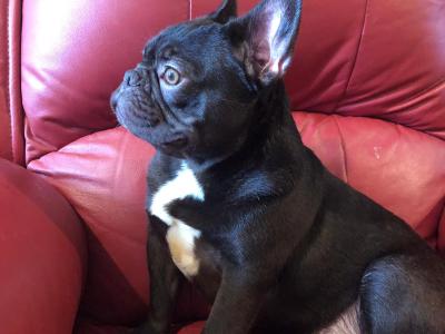 Selling 3 female French Bulldog puppies in Limerick