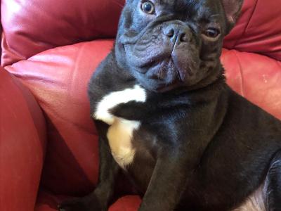 Selling 3 female French Bulldog puppies in Limerick