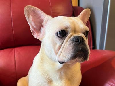 Selling 3 female French Bulldog puppies in Limerick