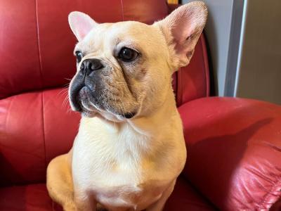 Selling 3 female French Bulldog puppies in Limerick