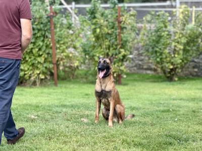 Male Belgian Malinois puppy 14 months old for sale