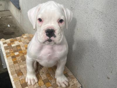 IKC Registered (Pending) Top Pedigree Boxer puppies in Meath
