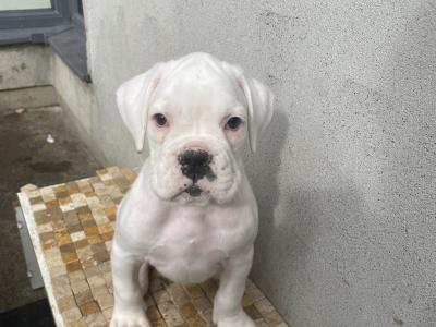 IKC Registered (Pending) Top Pedigree Boxer puppies in Meath