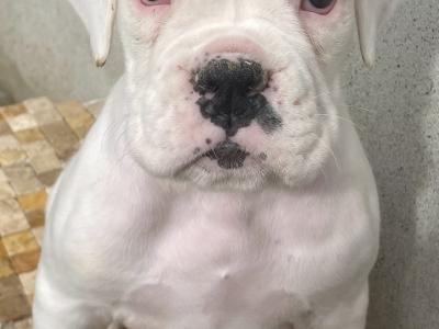 IKC Registered (Pending) Top Pedigree Boxer puppies in Meath