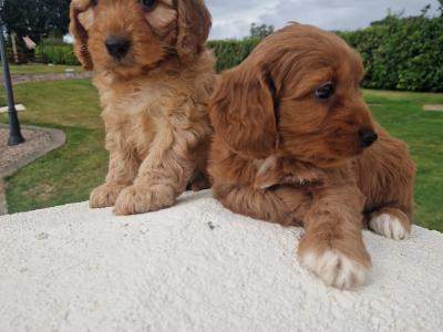 Friendly Cockapoo puppies in Wexford