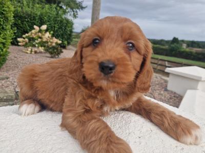 Friendly Cockapoo puppies in Wexford