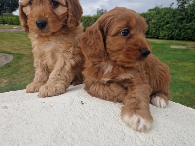 Friendly Cockapoo puppies in Wexford