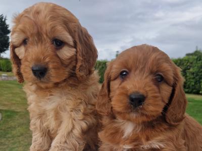 Friendly Cockapoo puppies in Wexford