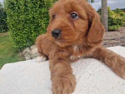 Friendly Cockapoo puppies in Wexford