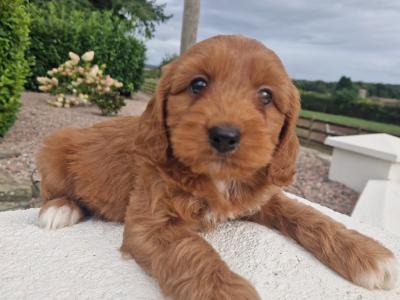 Friendly Cockapoo puppies in Wexford