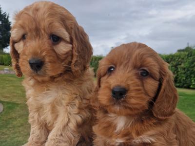 Friendly Cockapoo puppies in Wexford