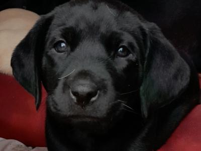 Labrador puppies in Roscommon