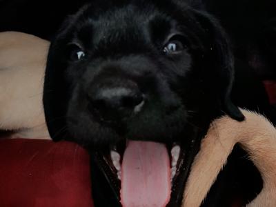 Labrador puppies in Roscommon