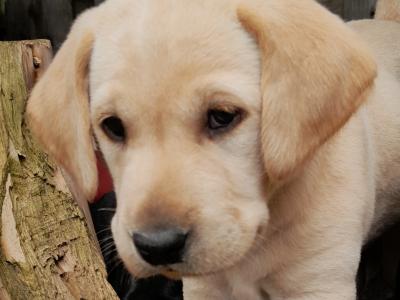Labrador puppies in Roscommon