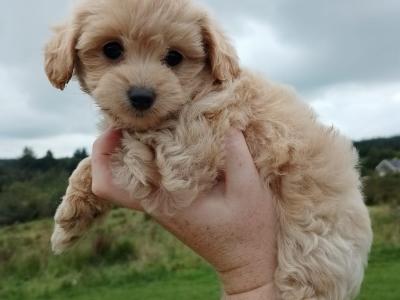 Adorable Tiny Chi-Poos in Limerick
