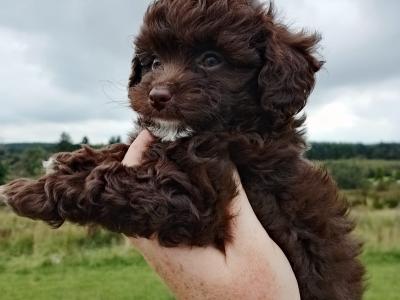 Adorable Tiny Chi-Poos in Limerick