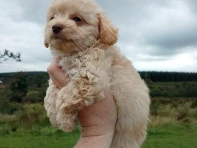 Adorable Tiny Chi-Poos in Limerick