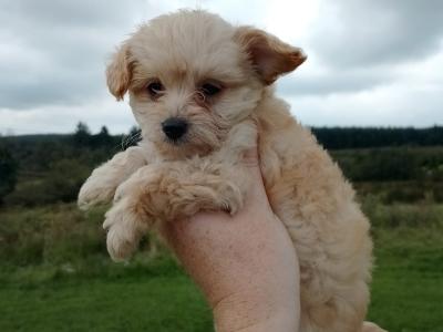Adorable Tiny Chi-Poos in Limerick