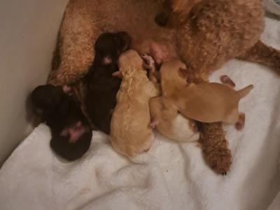Adorable Tiny Chi-Poos in Limerick
