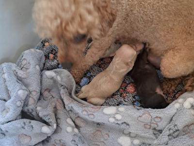 Adorable Tiny Chi-Poos in Limerick