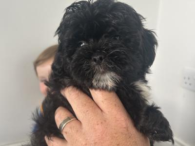 Gorgeous Shih Tzu x Poodle puppies (Shihpoo) in Mayo