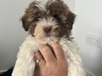 Gorgeous Shih Tzu x Poodle puppies (Shihpoo) in Mayo