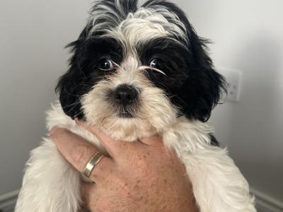 Gorgeous Shih Tzu x Poodle puppies (Shihpoo) in Mayo