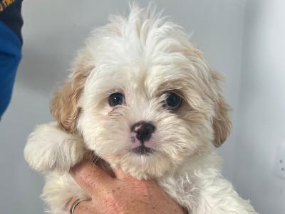 Gorgeous Shih Tzu x Poodle puppies (Shihpoo) in Mayo