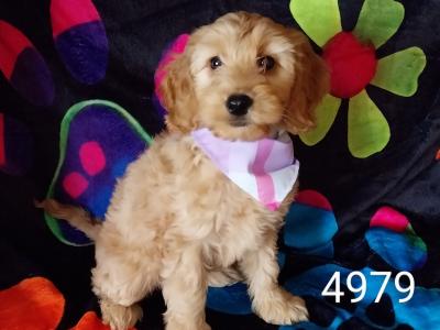 Adorable Cockapoo puppies in Kilkenny