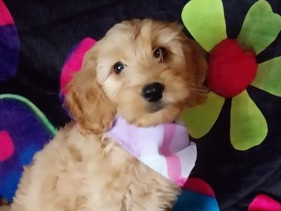 Adorable Cockapoo puppies in Kilkenny