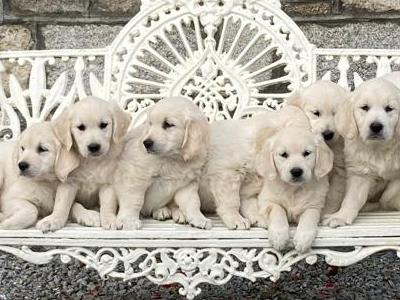 Gorgeous Golden Retriever puppies in Carlow 🐶