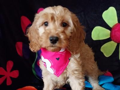 Adorable Cockapoo puppies in Kilkenny
