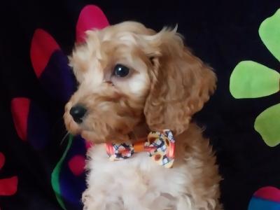 Adorable Cockapoo puppies in Kilkenny