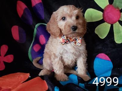 Adorable Cockapoo puppies in Kilkenny